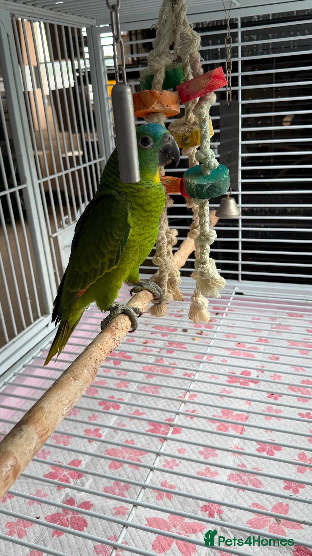 Parrots birds for sale: Babe Galah cockatoo, Amazon, conure - Advert 9
