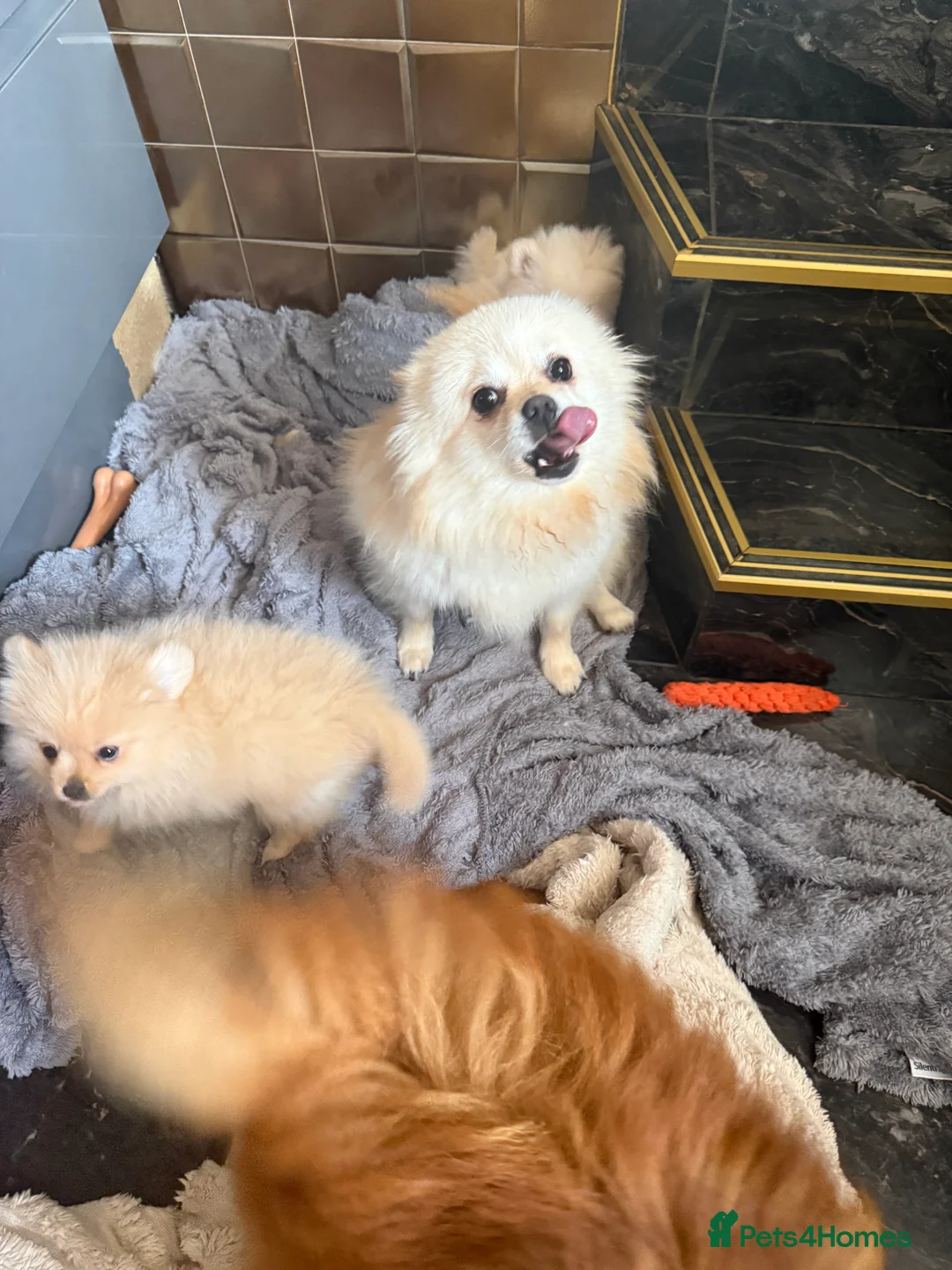 Pomeranian dogs for sale: Tiny Pomeranians  - Advert 2