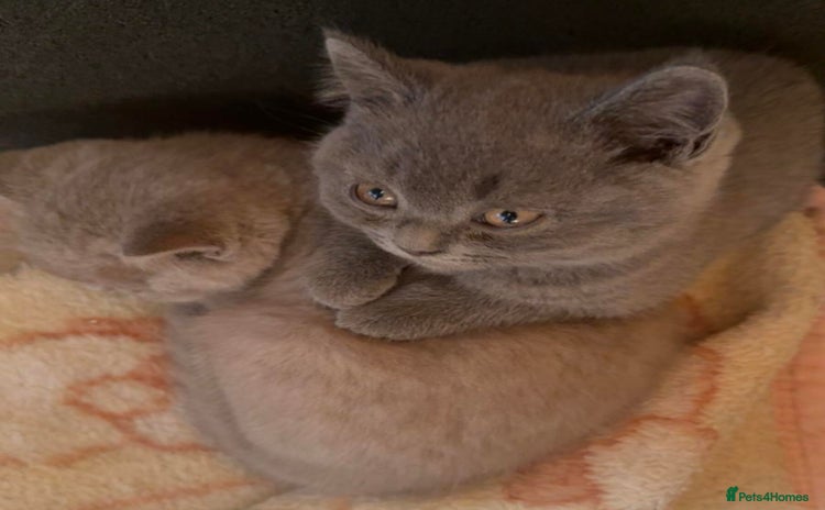 British Shorthair cats - Advert 4