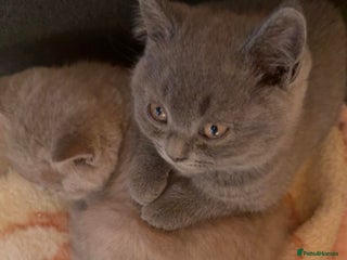 British Shorthair cats - Advert 3
