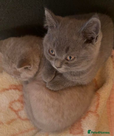 British Shorthair cats - Advert 4