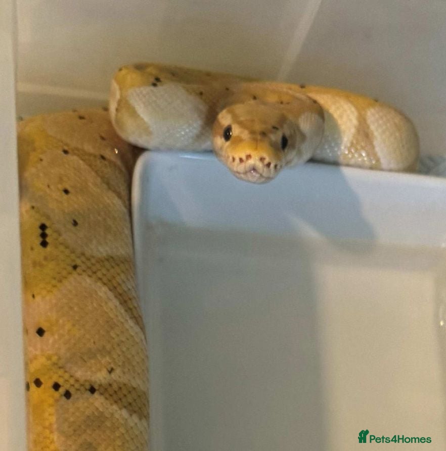 Python Snake reptiles Pied and banana royals - Advert 1