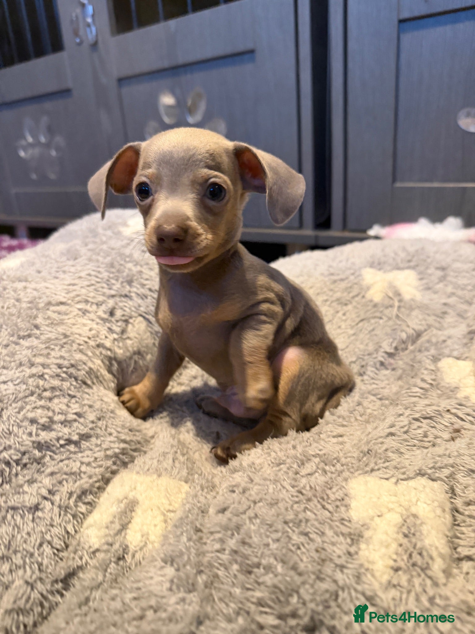 Chiweenie dogs Chiweenie chihuahua dachshund pups BOYS - Advert 2