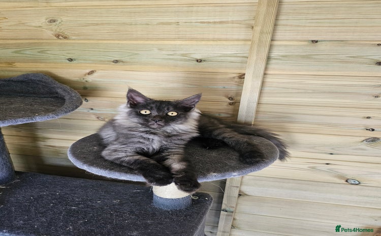 Maine Coon cats - Advert 4