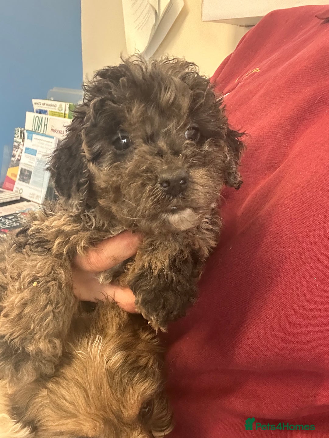 Cockapoo dogs for sale: Cockapoo puppies ready now  - Advert 5