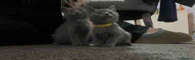 British Shorthair 1