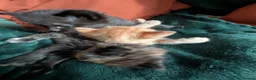 Mixed Breed cats for sale: Tortie, Ginger & Black Kittens for sale Leicester - Advert 6