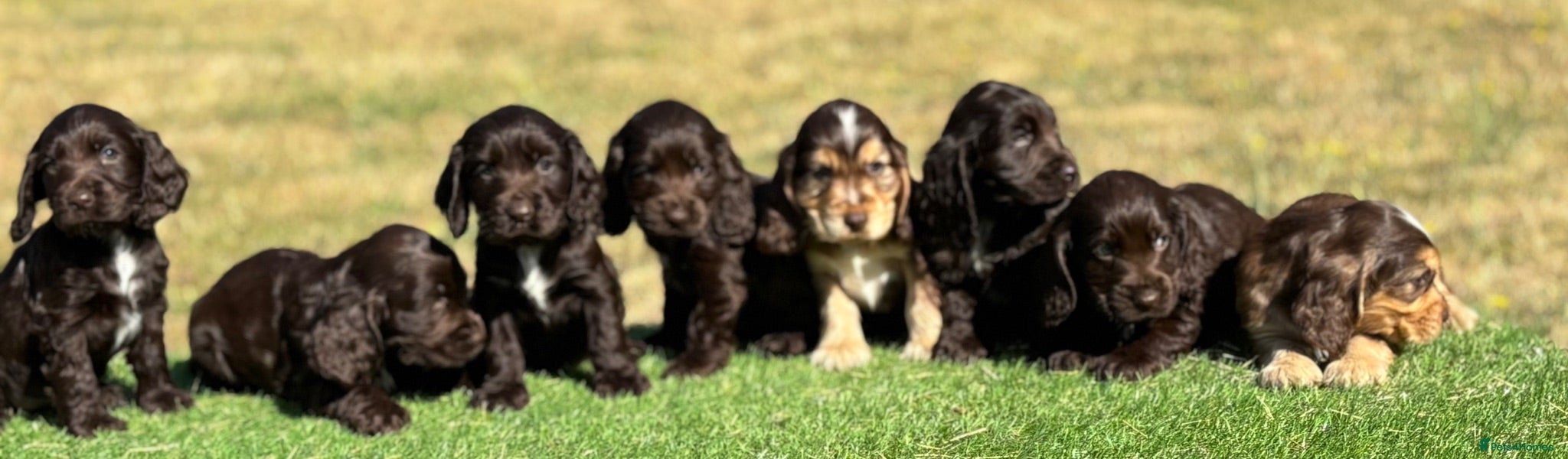 Cocker Spaniel dogs Beautiful litter of qauilty show type cockers  - Advert 1