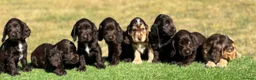 Cocker Spaniel dogs for sale: Beautiful litter of qauilty show type cockers  - Advert 2
