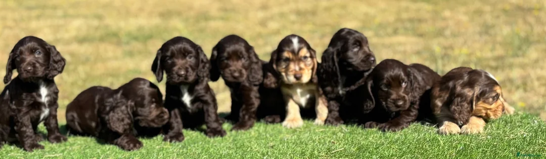Cocker Spaniel dogs for sale: Beautiful litter of qauilty show type cockers  - Advert 2