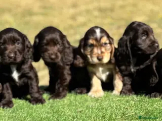 Cocker Spaniel dogs Beautiful litter of qauilty show type cockers - Advert 1