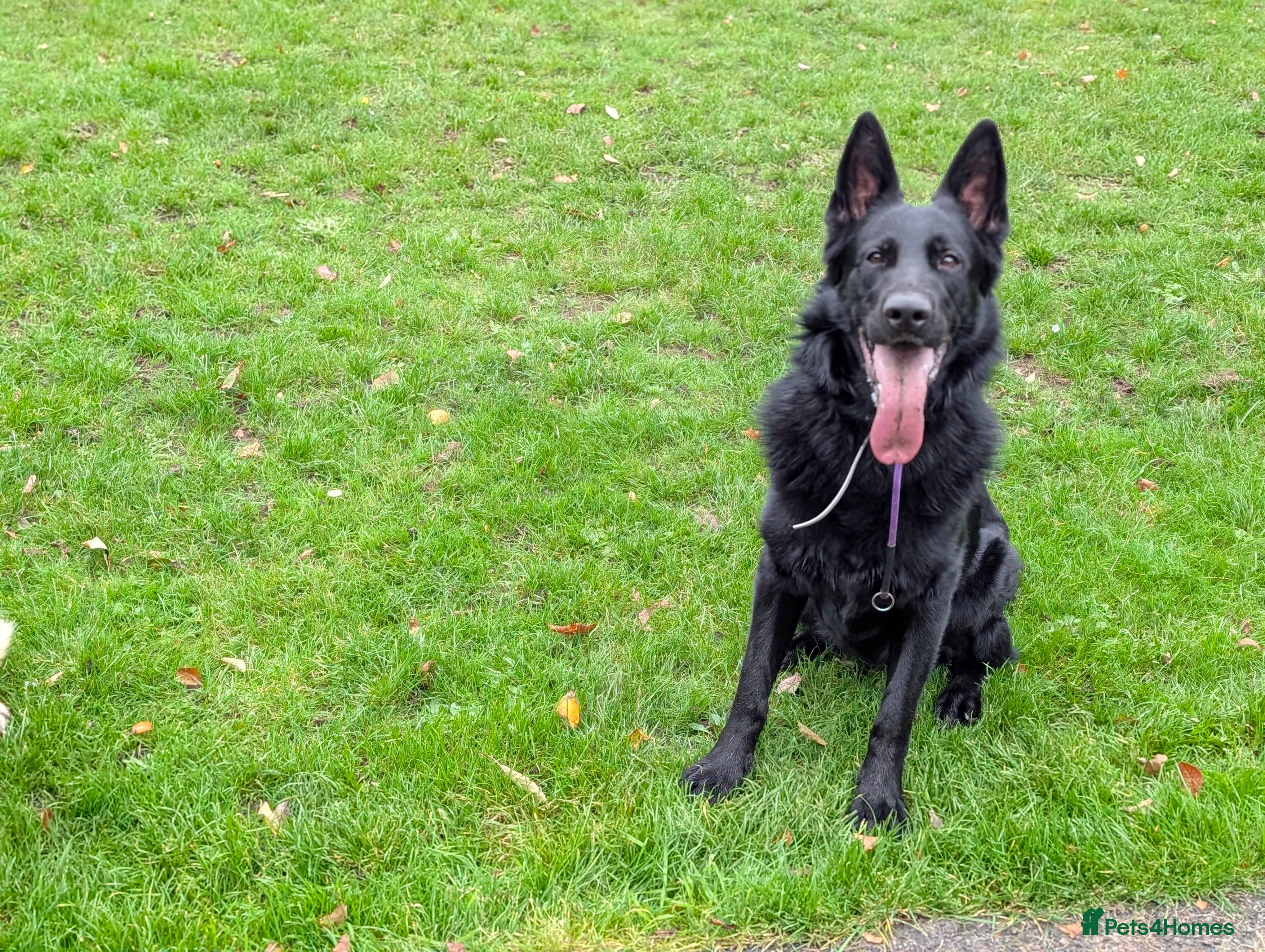 German Shepherd dogs German Shepherd Stud KC  in Halesowen - Advert 1