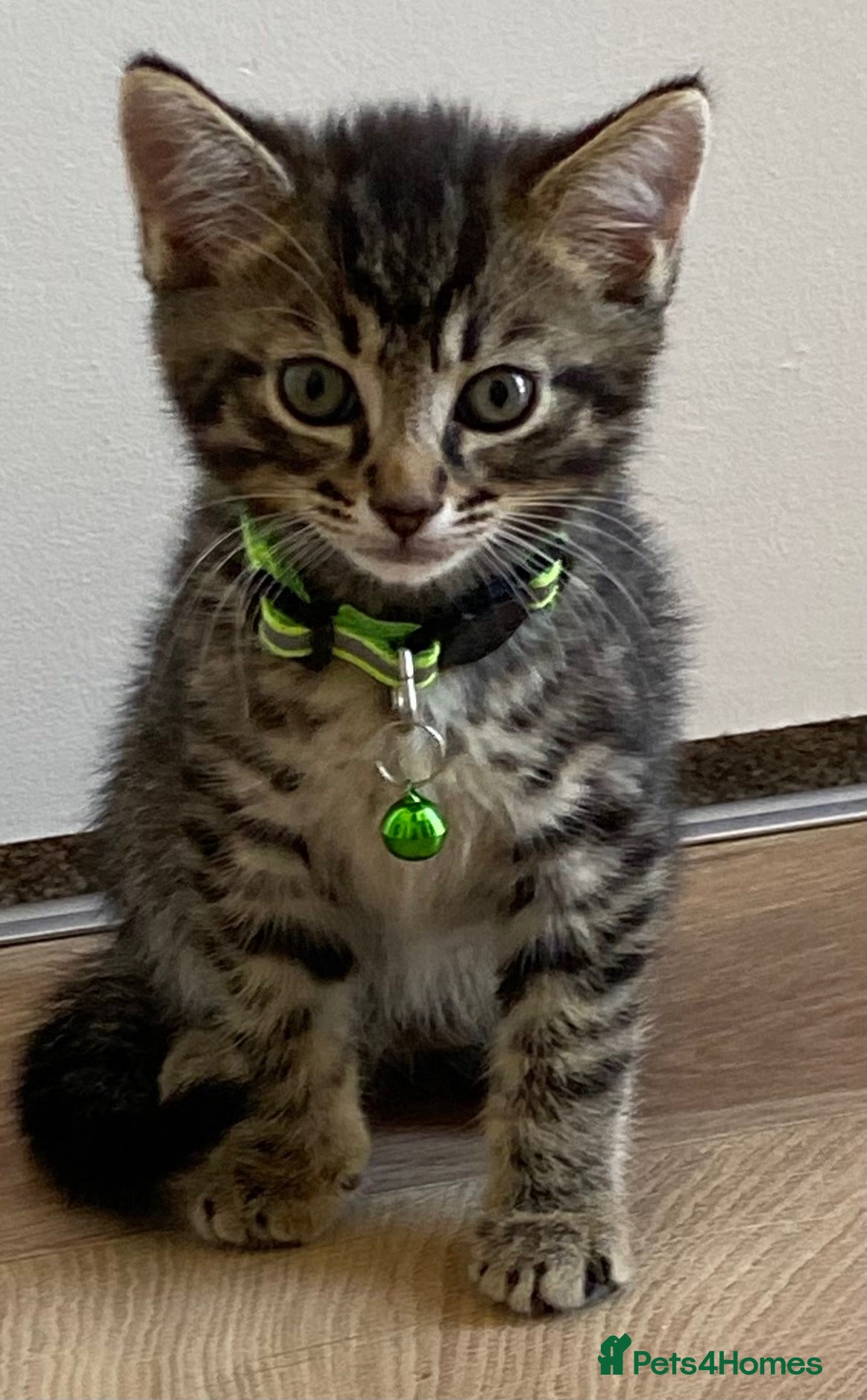 Mixed Breed cats STUNNING BRITISH SHORTHAIR X DOM SHORTHAIR KITTENS - Advert 2