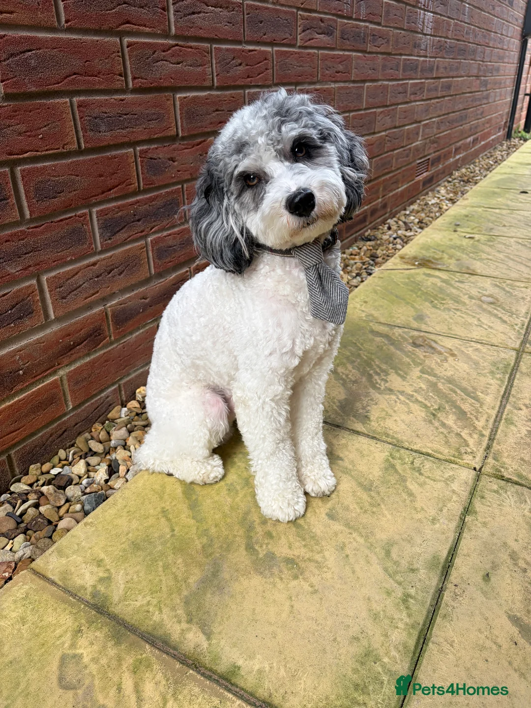 Cavapoo dogs for stud: 🐶 Muffin – Merle Cavapoo Stud Available 💙 - Advert 2