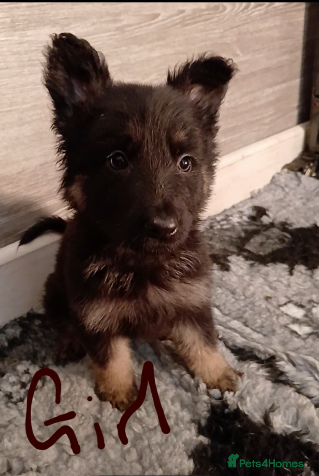 German Shepherd dogs for sale: Beautiful kc german shepherd babies - Advert 6