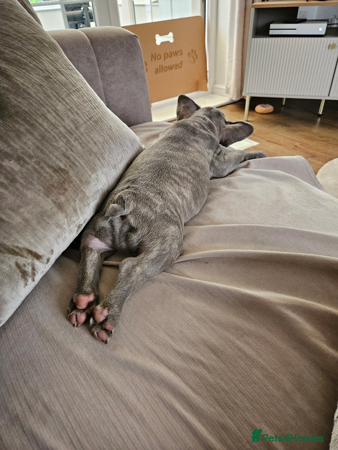 French Bulldog dogs for sale: Ralphie 12 week old French Bulldog - Image 3