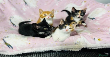 Mixed Breed cats - Advert 8