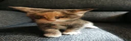 Mixed Breed cats for sale: Beautiful Kittens  - Advert 8