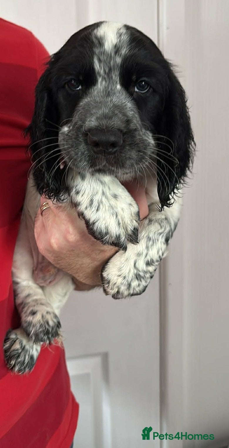 Sprocker dogs Adorable F1 Sprocker Spaniel Babies.  - Advert 1