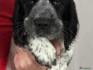 Sprocker dogs Adorable F1 Sprocker Spaniel Babies. - Advert 4