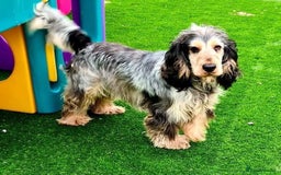 Cocker Spaniel dogs for sale: **waiting list now open** Quality show spaniels  - Image 8