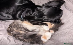 Maine Coon cats for sale: Gorgeous TICA female Maine coon - Image 8