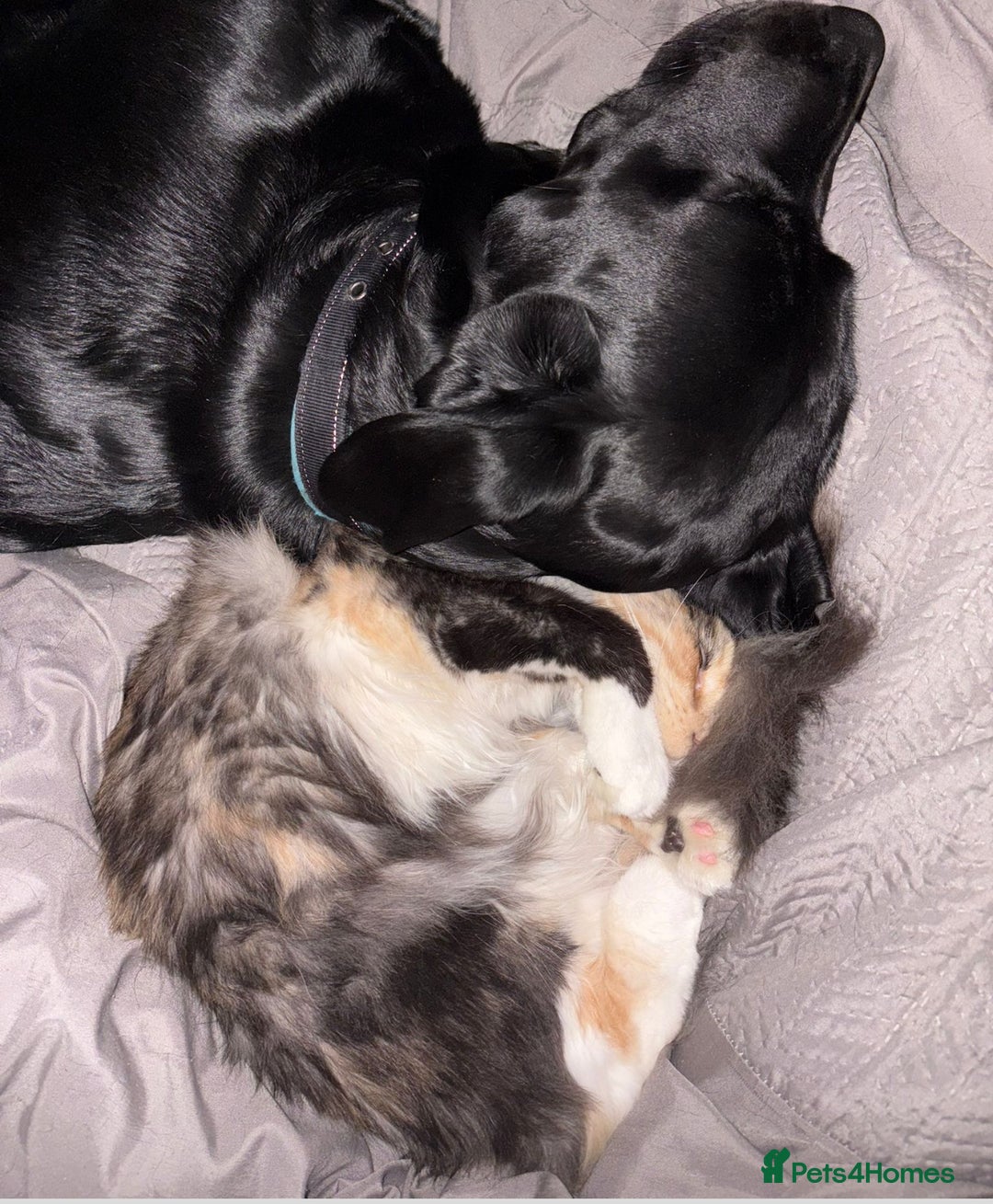 Maine Coon cats for sale: Gorgeous TICA female Maine coon - Image 8