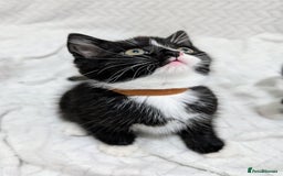 Mixed Breed cats for sale: Adorable Kittens Ready for Their Forever Homes! 💕 - Image 2