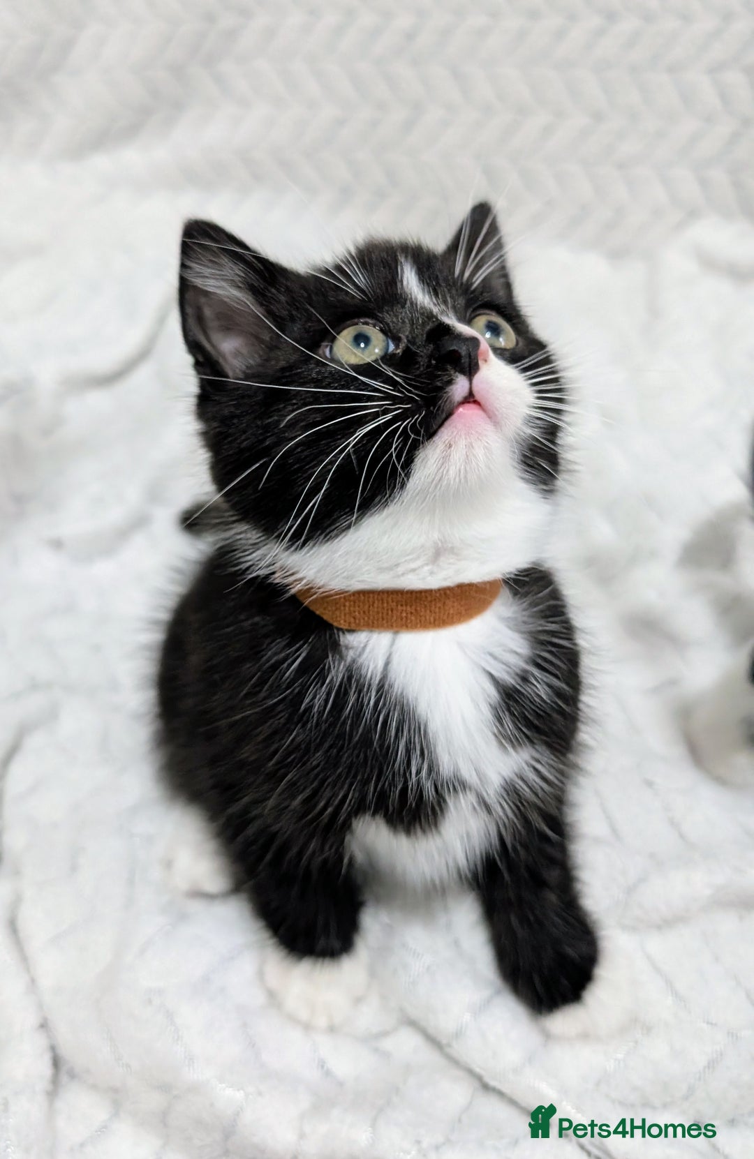 Mixed Breed cats for sale: Adorable Kittens Ready for Their Forever Homes! 💕 - Image 2