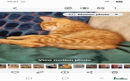 British Longhair cats for sale: Two beautiful ginger kittens for salekittens  - Image 4