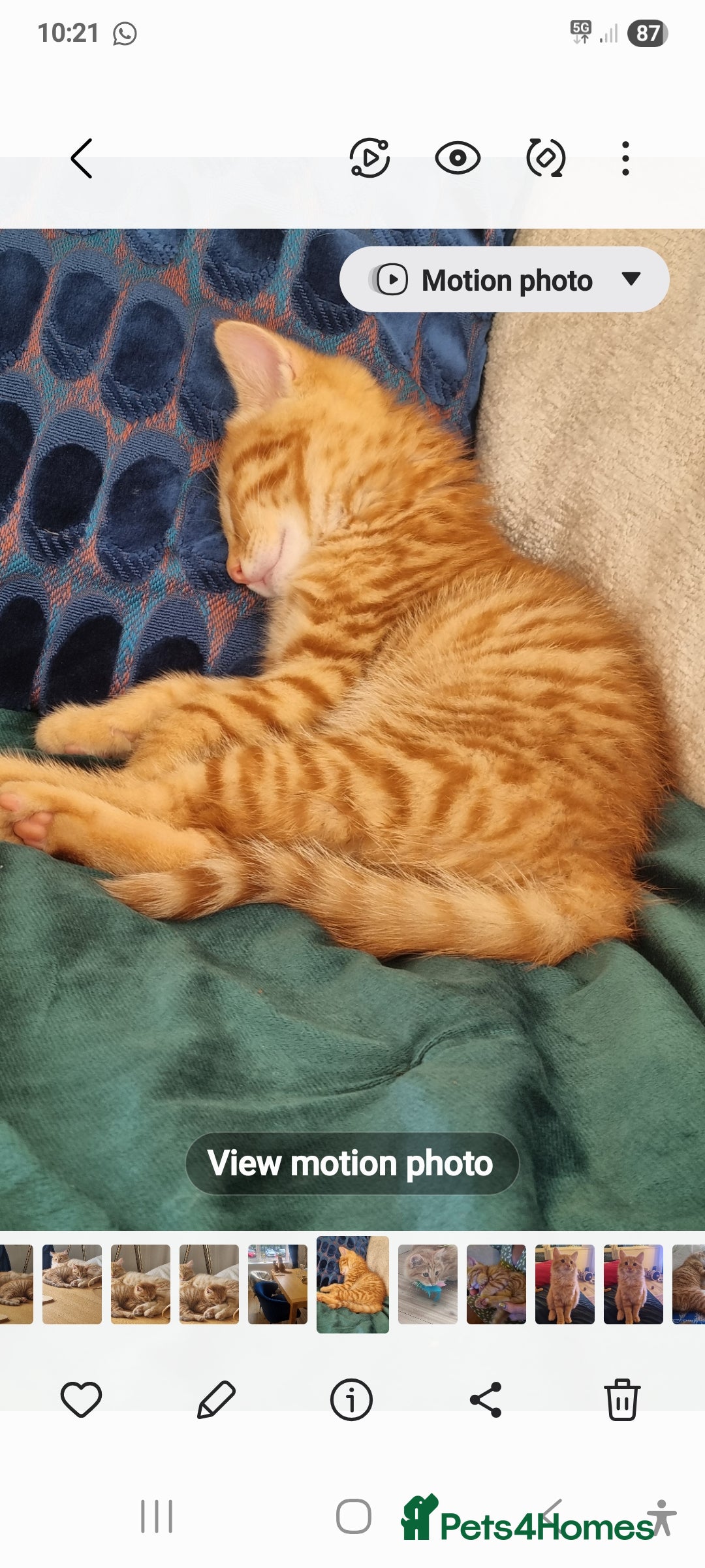 British Longhair cats for sale: Two beautiful ginger kittens for salekittens  - Image 4