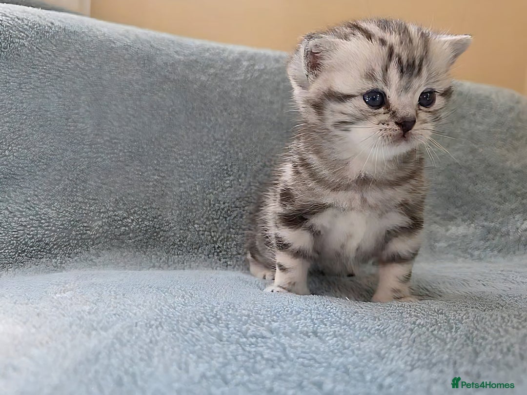 British Shorthair cats for sale: Silver Tabby kitten with his mother  - Image 8
