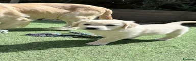 Golden Retriever Puppy 7