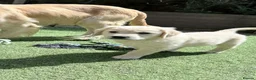 Golden Retriever dogs for sale: Exceptional Golden Retriever Puppies 🐾 - Advert 31