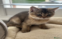 British Shorthair cats for sale: ‼️Ready now, last kitten left TICA registered  - Image 19