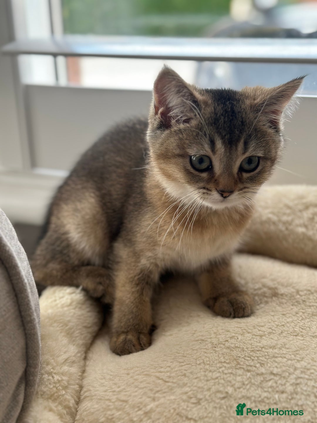 British Shorthair cats for sale: ‼️Ready now, last kitten left TICA registered  - Image 19