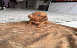 Miniature Dachshund dogs for sale: Miniature daschunds - Image 9