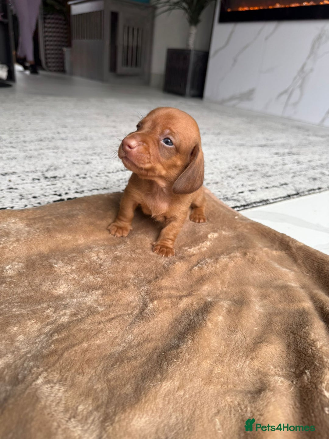 Miniature Dachshund dogs for sale: Miniature daschunds - Image 9