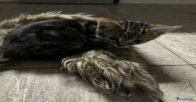 Mixed Breed cats - Advert 14