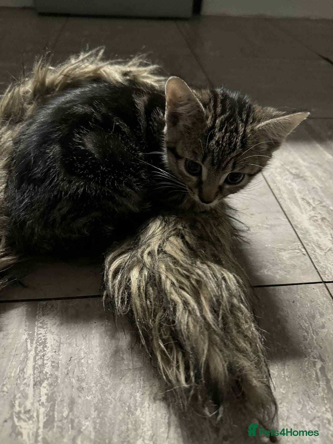 Mixed Breed cats for sale: Adorable Mixed Breed Kitten for Sale! - Image 2