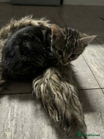 Mixed Breed cats - Advert 9