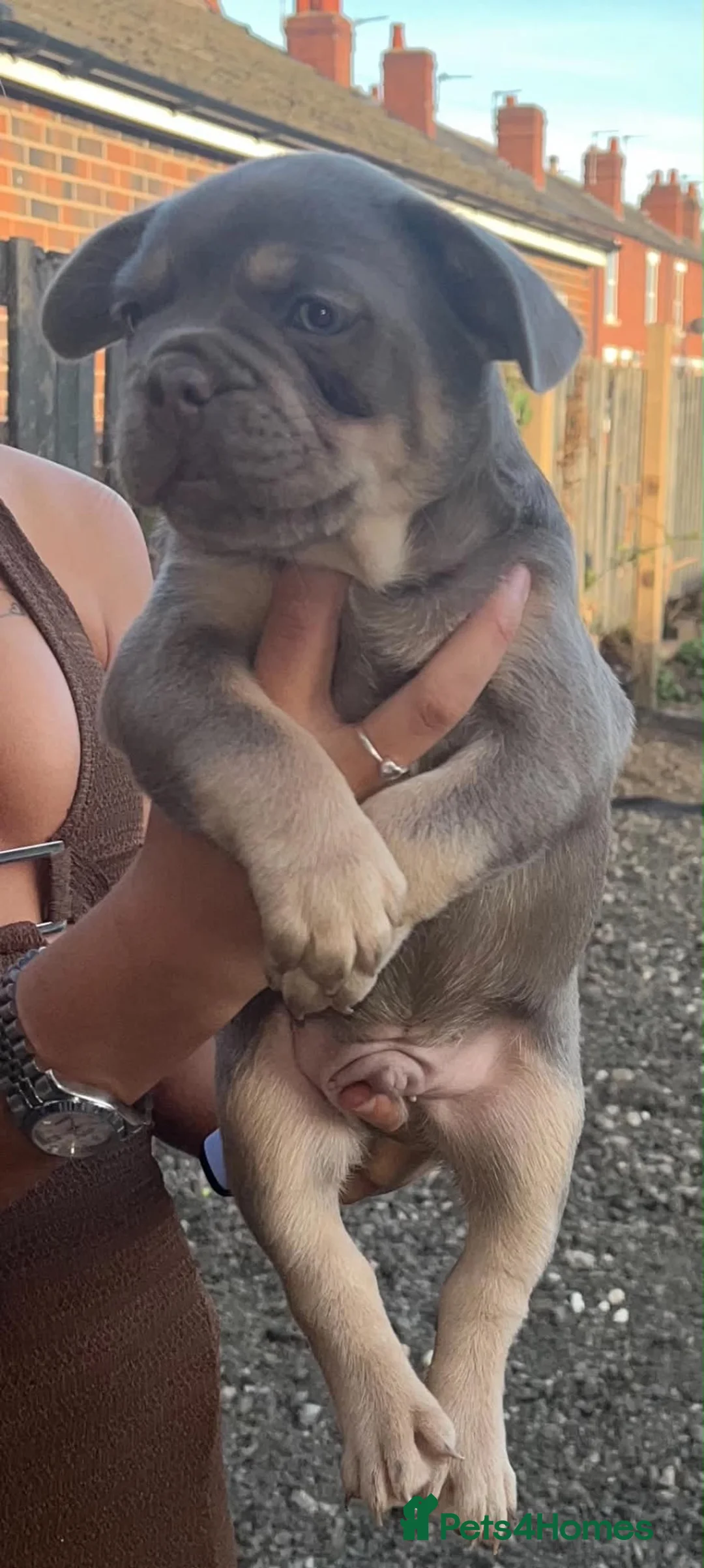 French Bulldog dogs for sale: French bulldog puppies for sale  in Wakefield - Advert 1