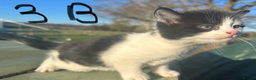 Mixed Breed cats for sale: Adorable Black and White Tuxedo Kittens - Advert 22
