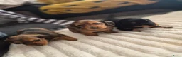 Miniature Dachshund dogs for sale: Dachshund puppy 1 girl available  in Evesham - Advert 6