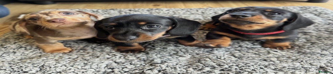 Miniature Dachshund Puppy 4