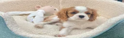 Cavalier King Charles Spaniel dogs for sale: Kc Reg, fully health tested CKCS licensed breeder - Advert 7