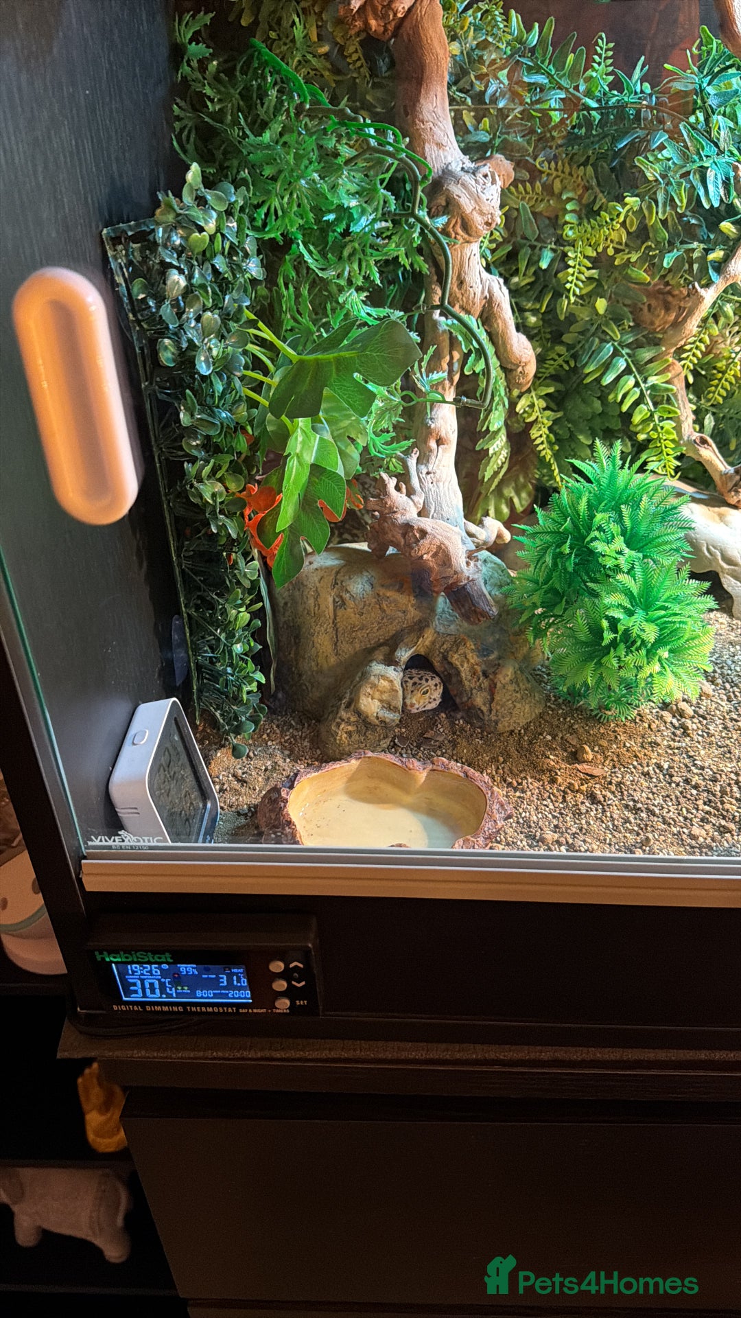 Leopard Gecko reptiles for sale: Full set up for sale including leopard Gecko  - Advert 3