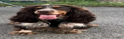 Cocker Spaniel dogs for sale: Show type KC registered cocker spaniels  - Advert 4
