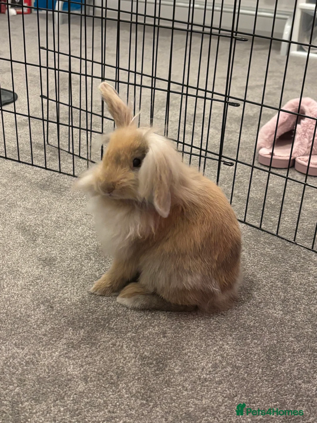 Mini Lop rabbits for sale: 5 month old Mini Lop - Advert 3