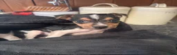 Jack Russell dogs for sale: Absolutely beautiful Jack Russel puppies  - Advert 2